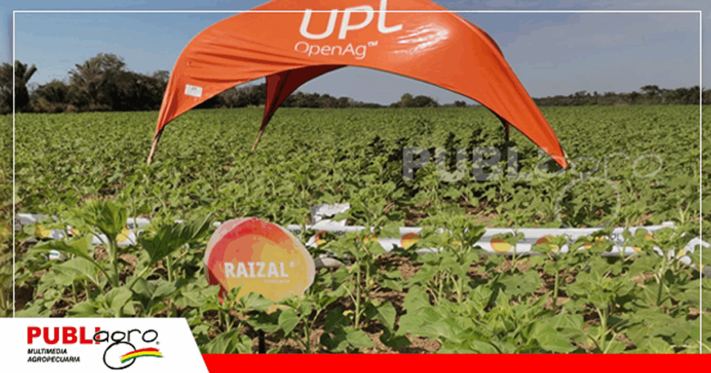 Raizal es uno de los bioestimulantes para el girasol/ Foto: Publiagro