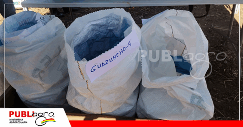 Las semillas transgénicas de evaluacion/ Foto: Publiagro
