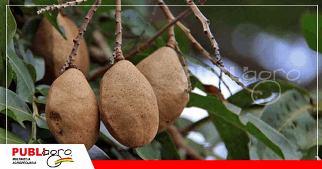 La almendra chiquitana nativa/ Foto: Internet