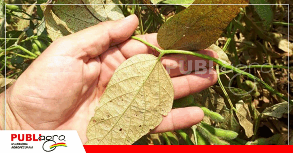 Pérdida de área fotosintética/ Foto: Infocampo