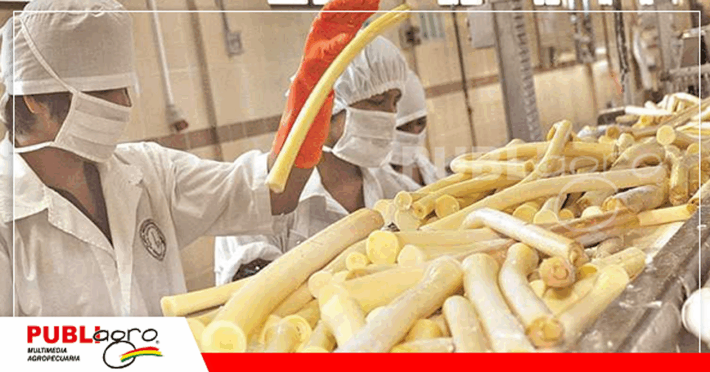 El palmito también forma parte de los productos de exportación / Foto: Internet