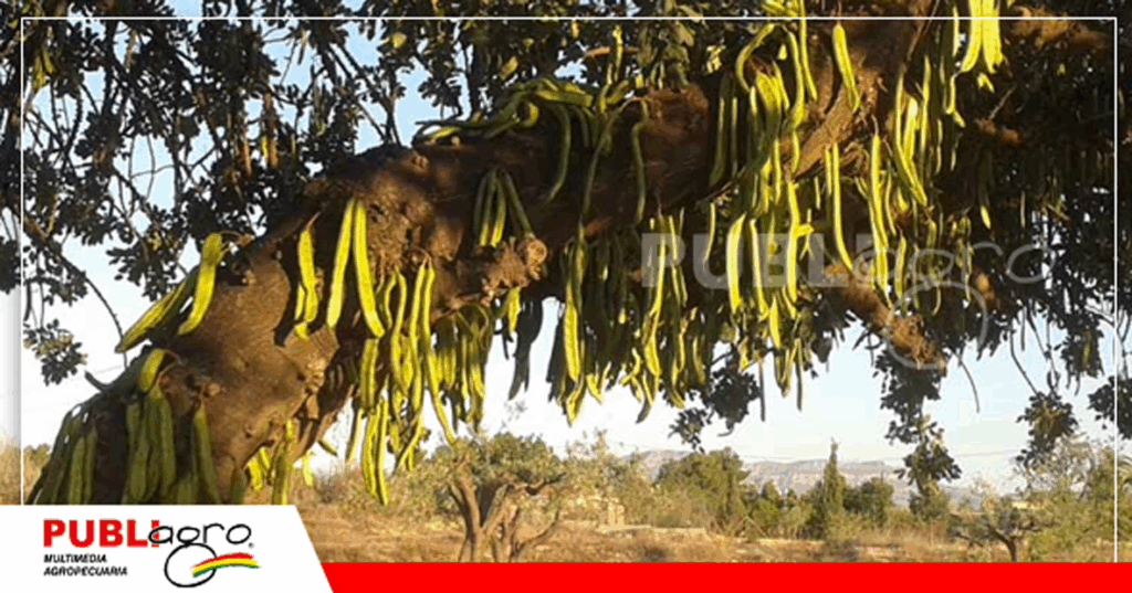 La producción de algarrobo es muy importante / Foto: Internet