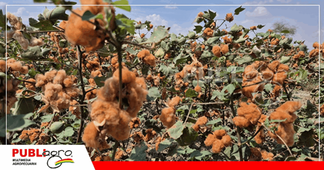 Variedad de algodon de color, investigacion del INIAF/ Foto: INIAF