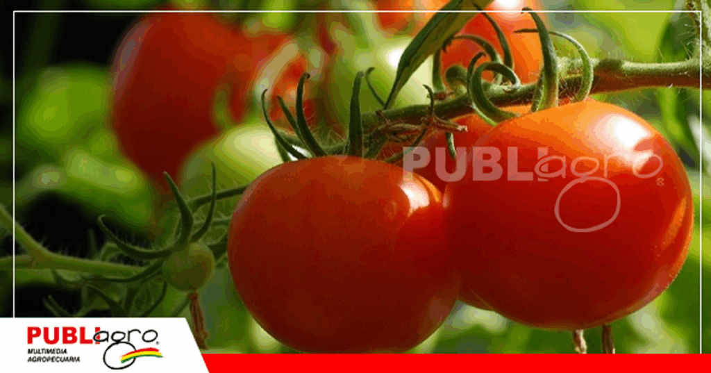 La importancia de mejorar la producción del tomate / Foto: Internet