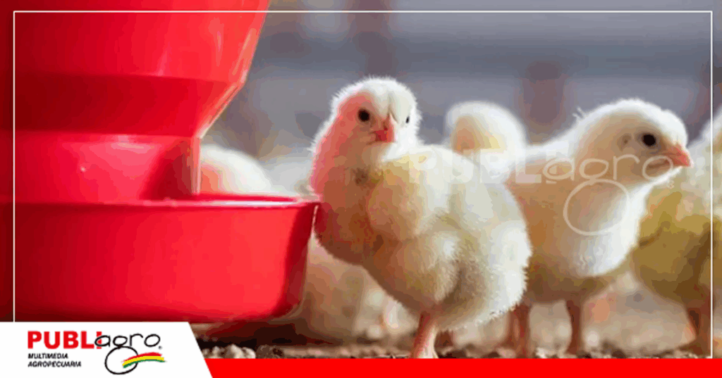 El sector avicola es una de los mas perjudicados / Foto: Intenet