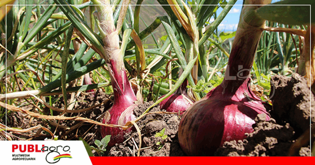 La producción de cebolla en Tarija se esta estancando / Foto: Internet