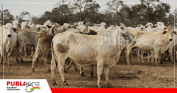 Ganado raza Brahman de hacienda K de Oro/ Foto: Publiagro