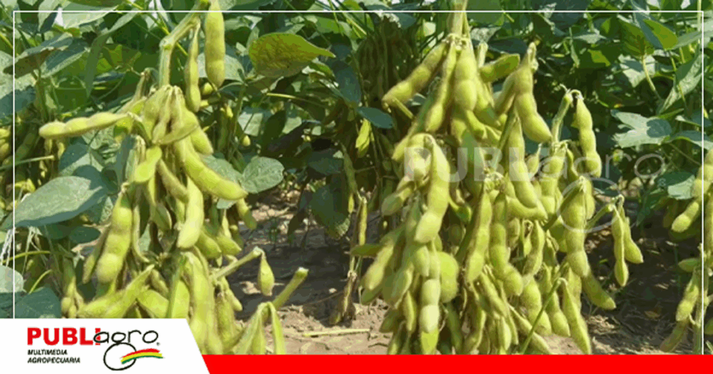 La campaña de verano es fuerte en el cultivo de soya / Foto: Internet