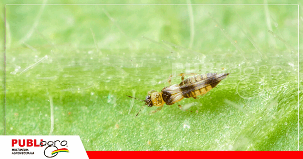 Trips, otra de las plagas de mayor incidencia en soya/ Foto: Publiagro