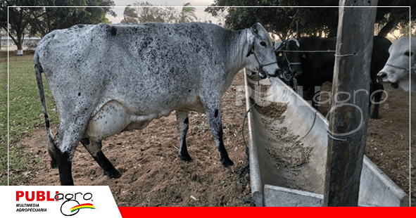 Ganado Girolando Agropecuaria Las Maras/ Foto: Publiagro