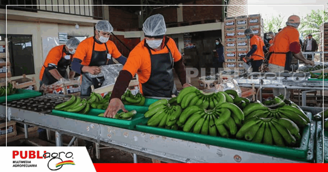 El banano es uno de los principales productos de exportación de la región / Foto: Internet