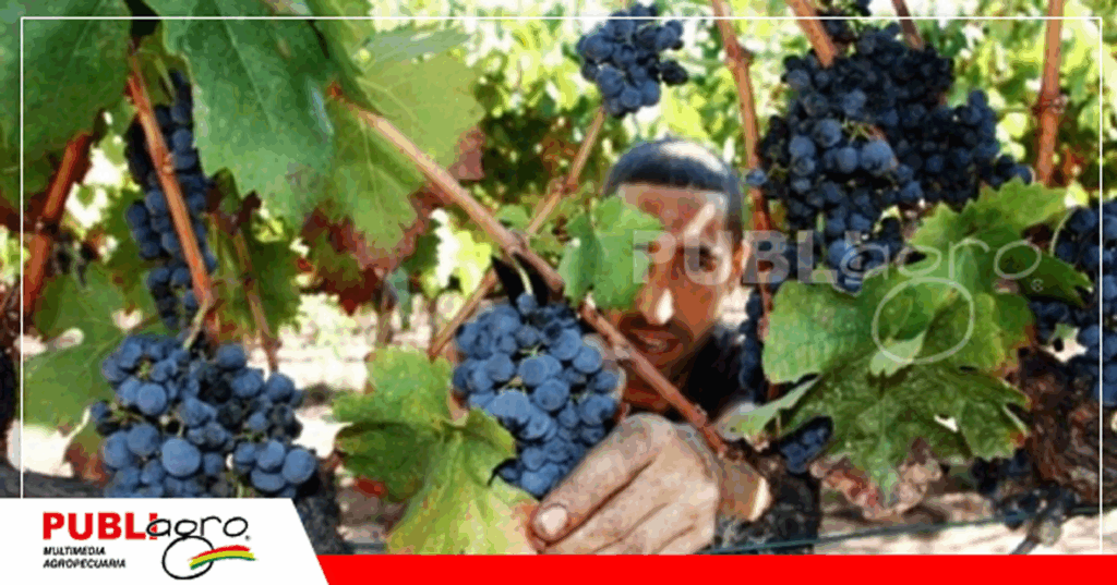 Producción de uva en Tarija / Foto: Internet