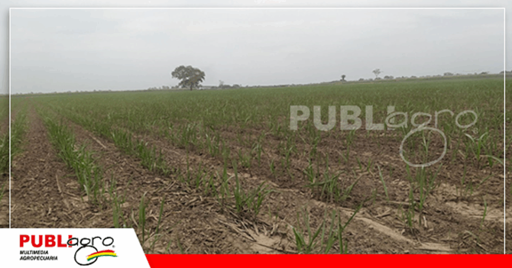 Cultivo de caña/ Foto: Publiagro