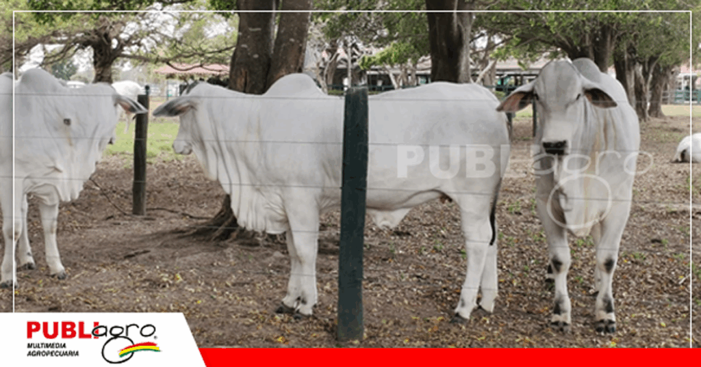 Foto: Publiagro