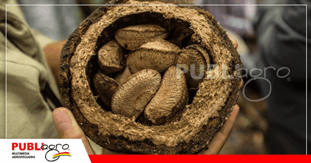 La exportación a Corea es un paso fundamental para la agroeconomía de Pando / Foto: Internet