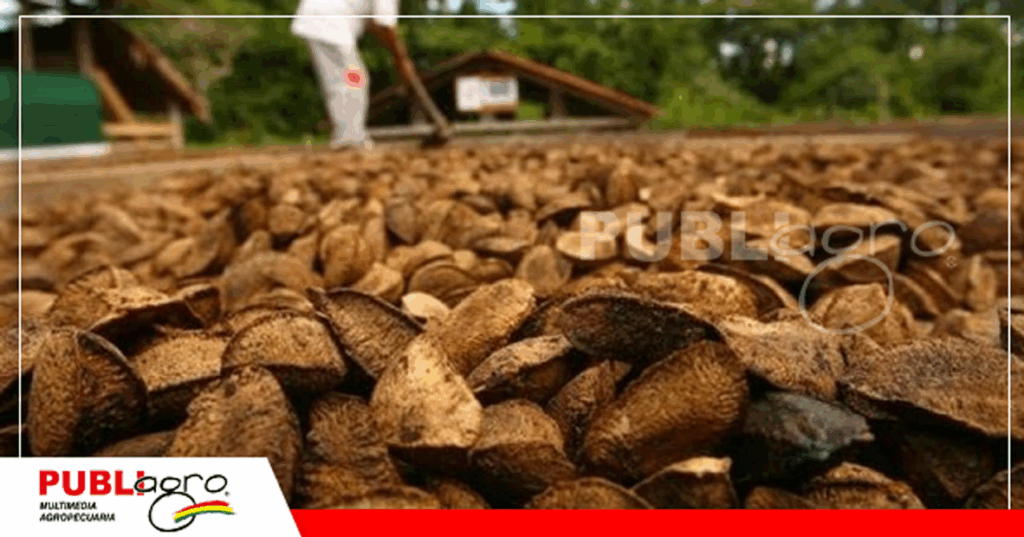 La castaña es el principal producto productivo en Pando / Foto: Internet