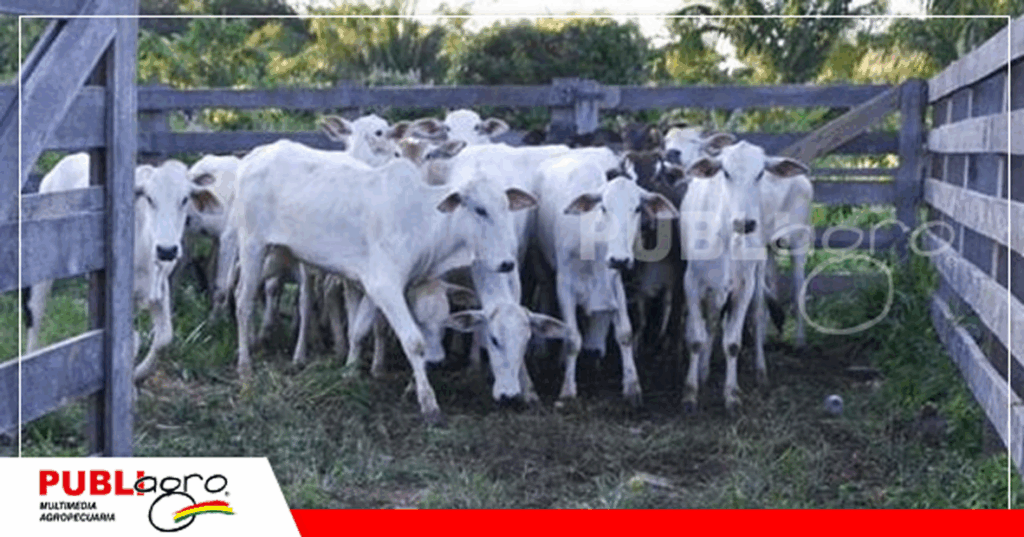 Se proyectan nuevos confinamientos para poder exportar carne y animales vivos al Perú / Foto: Internet