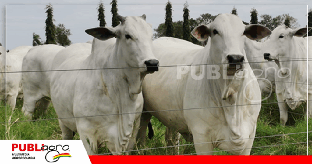 Ejemplares de la raza Nelore/ Foto: Publiagro