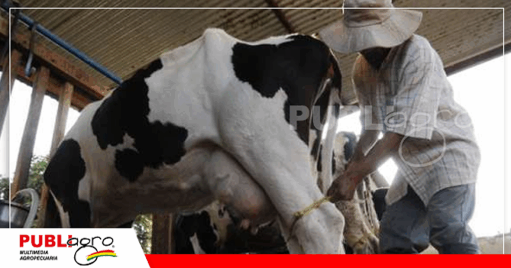 Los productores de Cochabamba también sufren por el alimento para el ganado / Foto: Internet