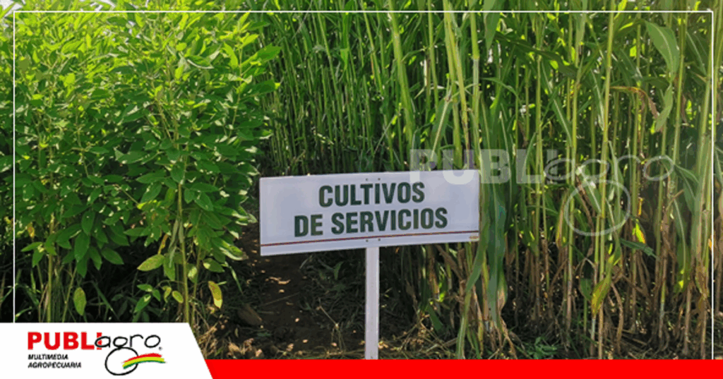 Foto: Archivo Publiagro