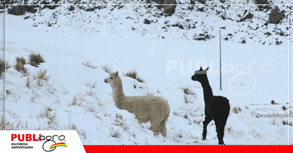 El sector camélido sera uno de los afectados / Foto: Publiagro