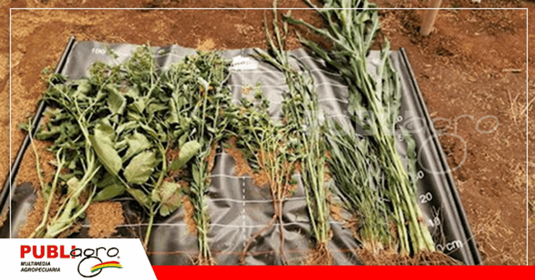 Foto: Archivo Publiagro