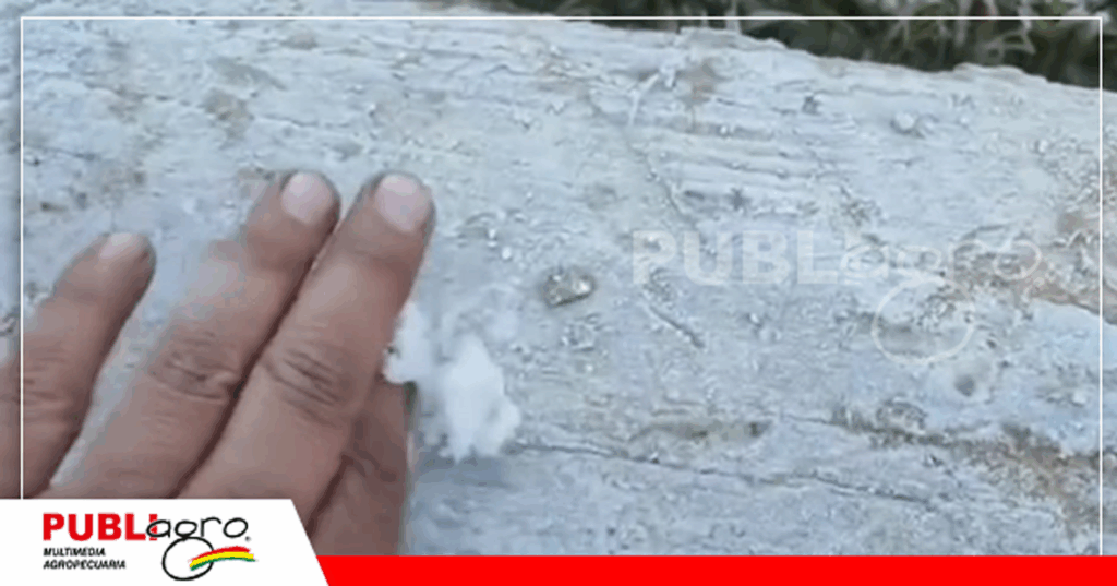 Foto: José Carrasco