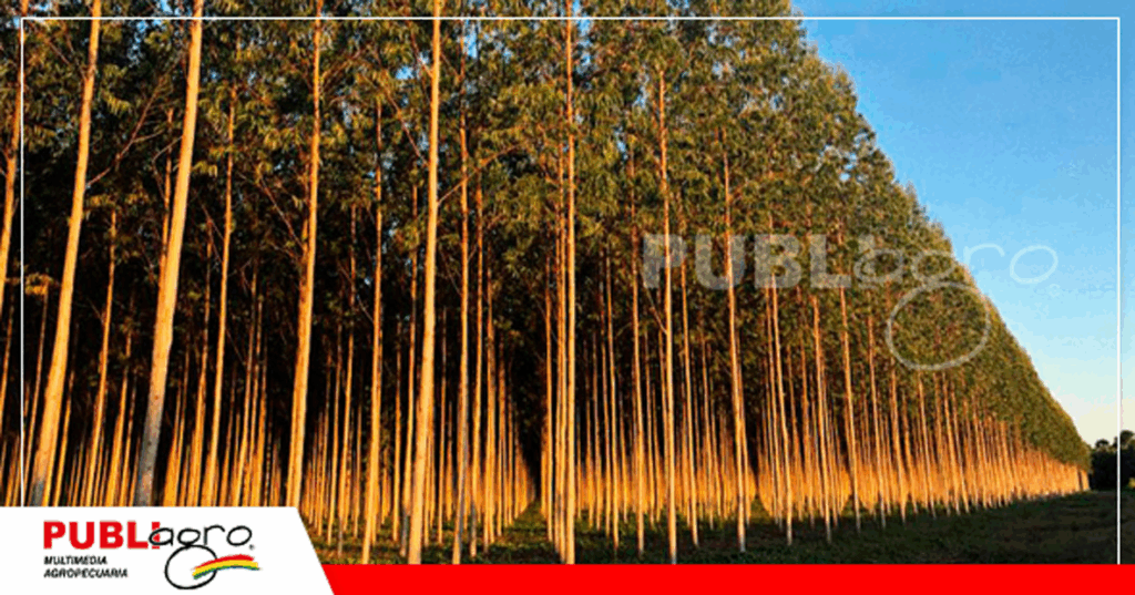 Las plantaciones forestales y su aporte al medio ambiente / Foto: Internet