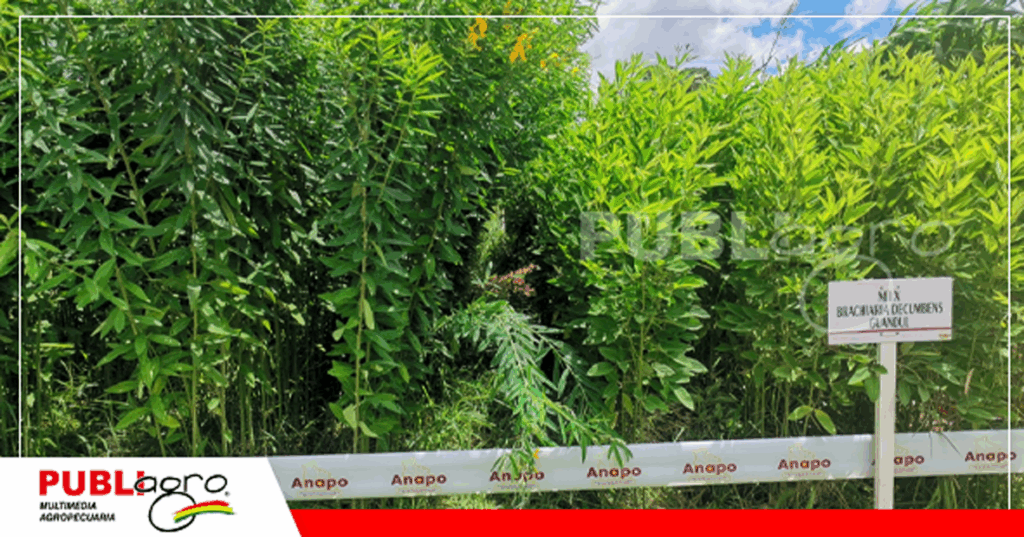 Foto: Archivo Publiagro