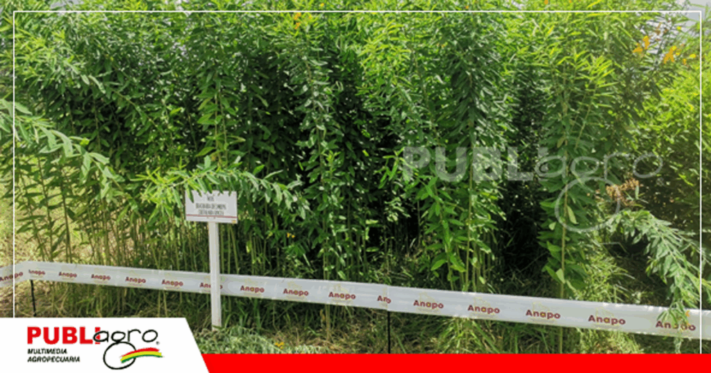 Foto: Archivo Publiagro