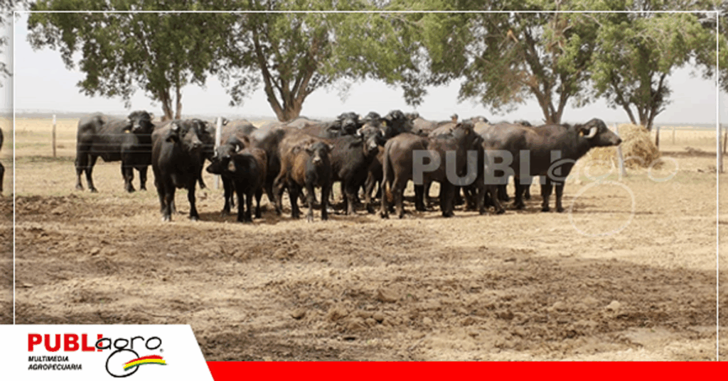 Búfalos de la raza Murrah y Mediterraneo/ Foto: Publiagro