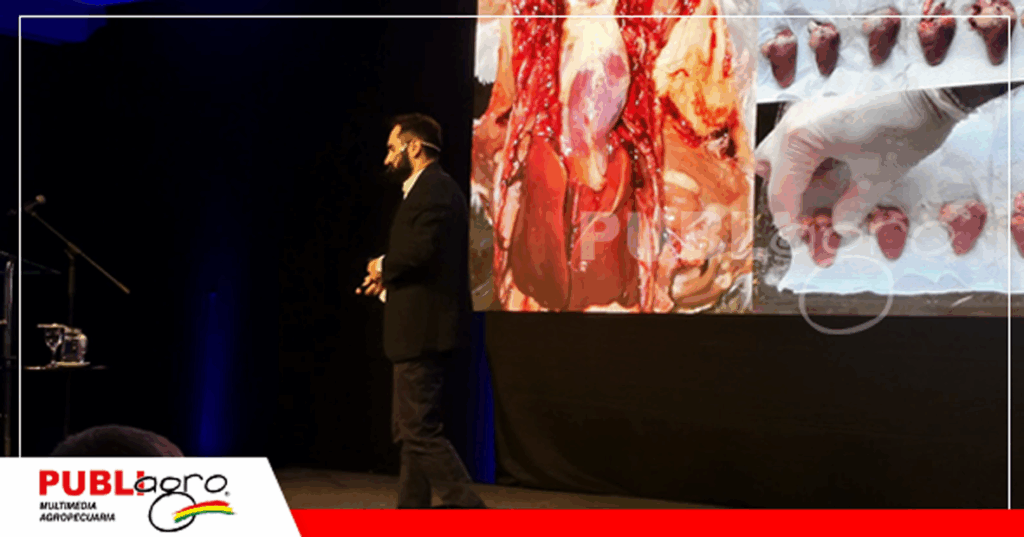 El pollo moderno, mayor ganancia de peso/ Foto: Publiagro