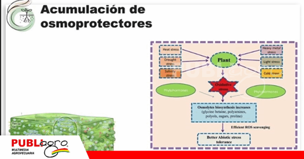 Foto:Foto: Rainbow Rainbow