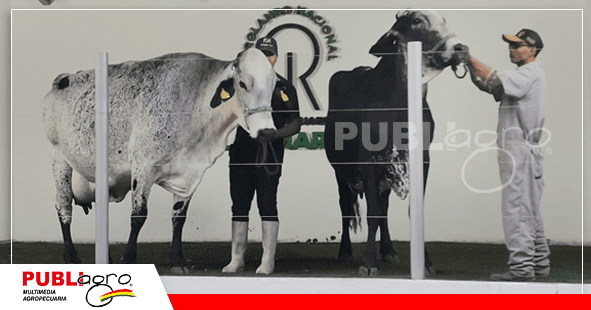 Estos son de los mejores ejemplares de Las Maras/ Foto: Publiagro