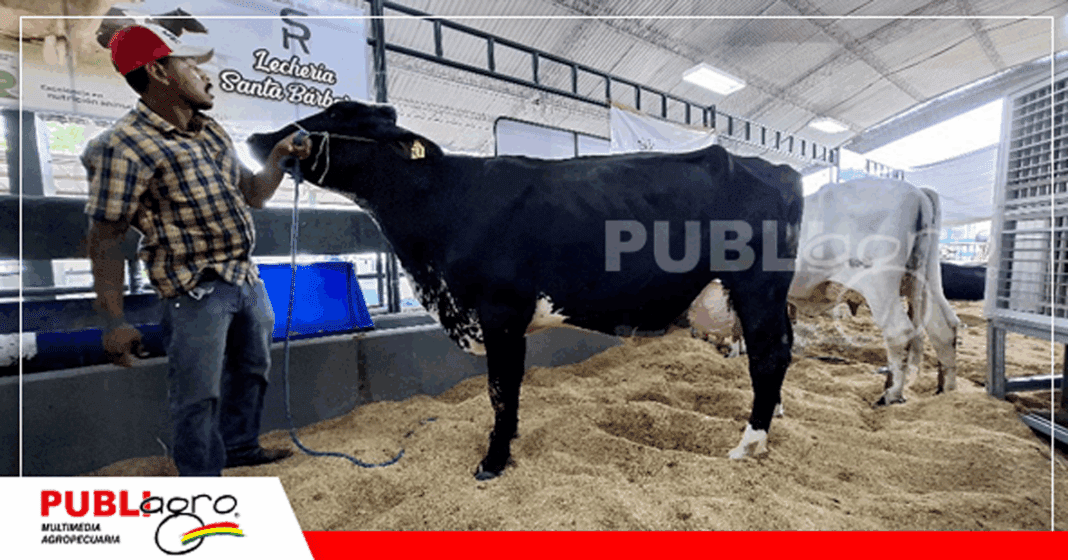 Catalina FIV del Grupo Rojas, virtualmente la campeona del concurso Lechero de la Raza Girolando / Foto: Publiagro