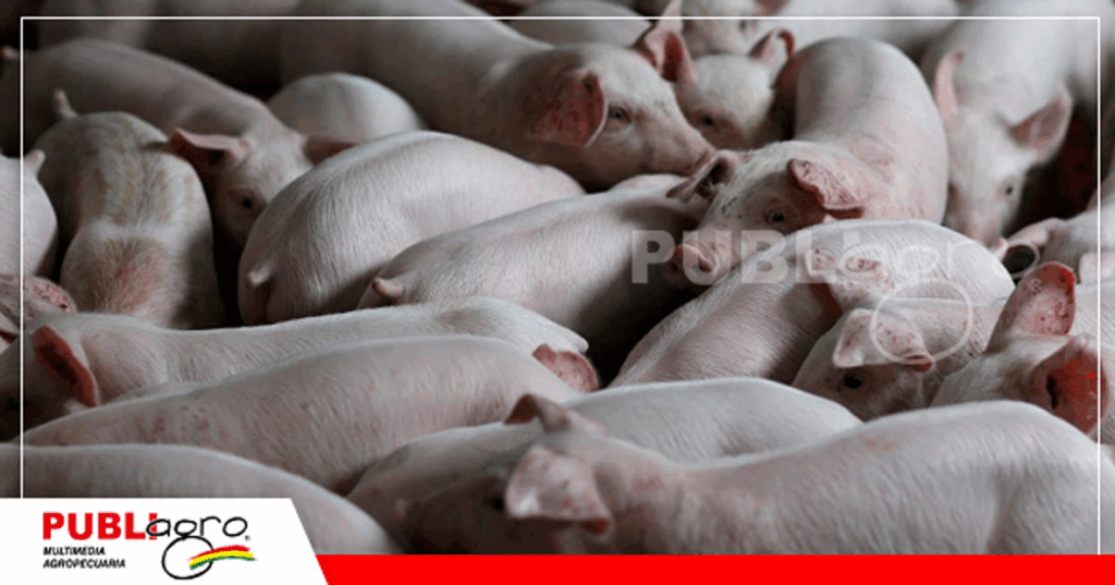 La producción de cerdo en Bolivia crece en cantidad y calidad / Foto: Publiagro