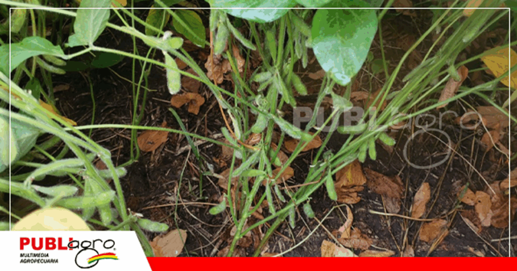 Foto: Archivo Publiagro