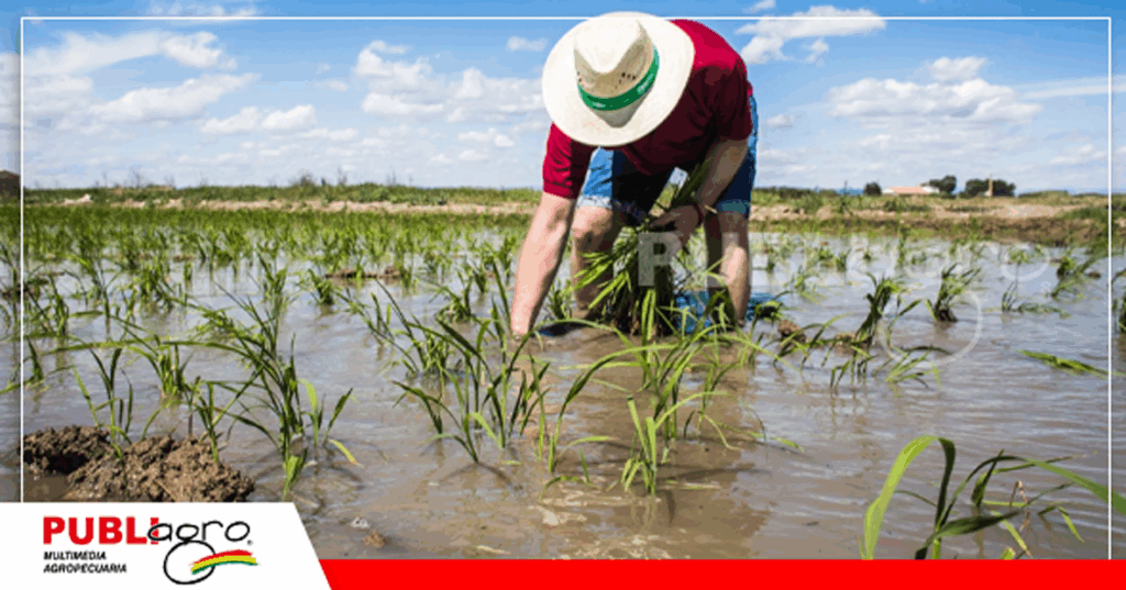 China junto a India y Australia fomentan el cultivo de arroz con agua salada / Foto: Internet