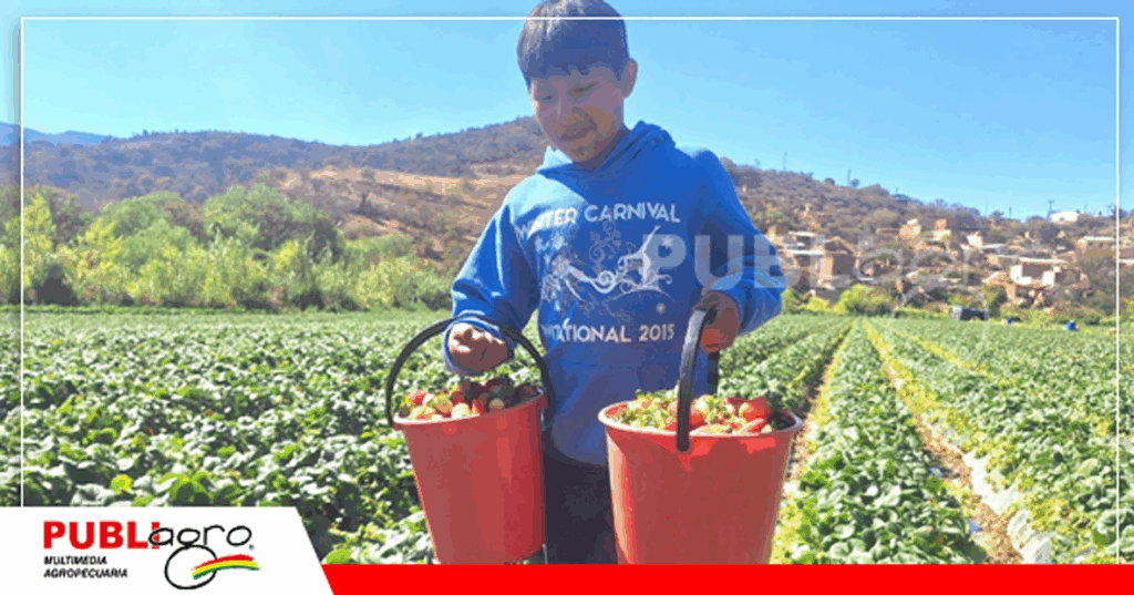 Foto: Gobierno Autónomo Municipal de Comarapa