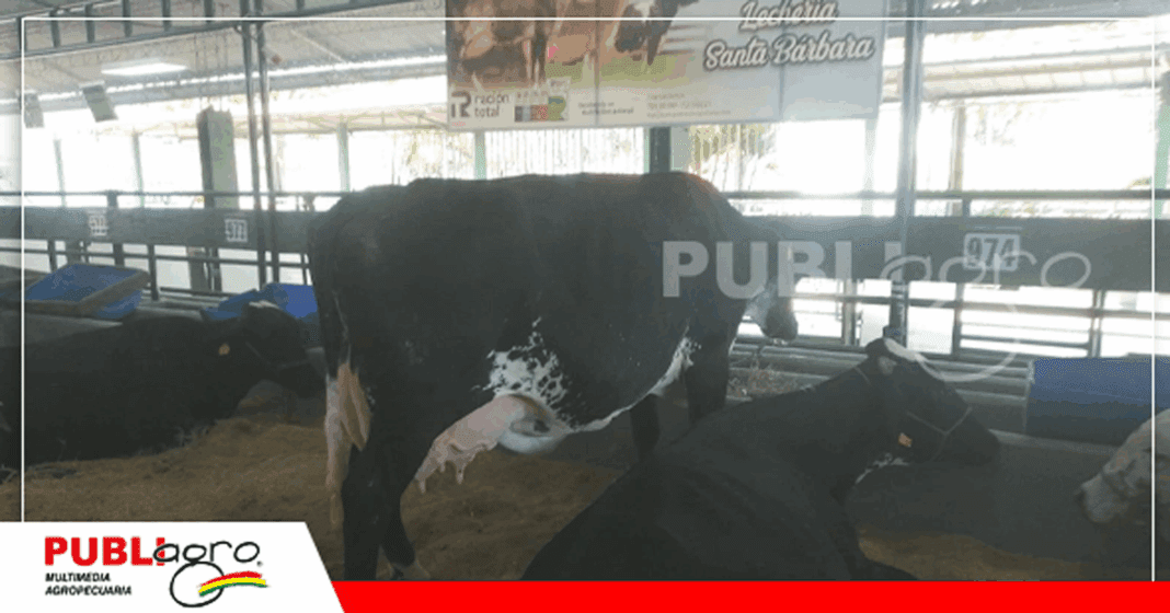 Ejemplares girolando de la lechería Santa Bárbara del Grupo Rojas/ Foto: Publiagro
