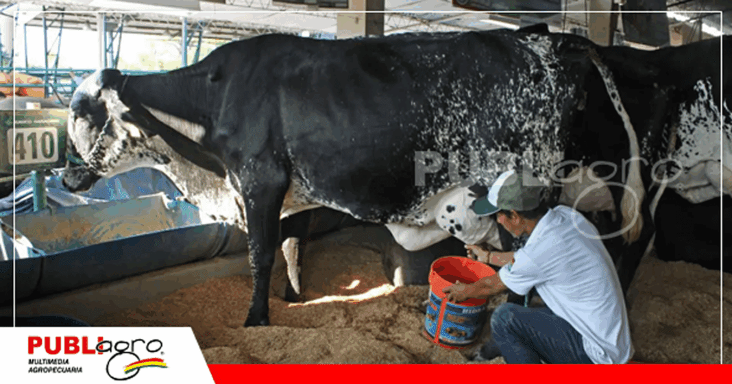 Los animales estan ya 3 días en Expocruz para el concurso lechero / Foto: Internet