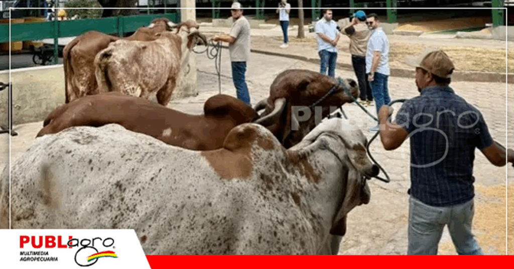 La raza Gyr es una de las mas importantes a ser evaluadas / Foto: Internet