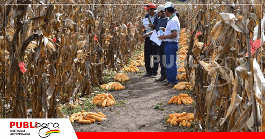 Recolección de datos de las variedades de maíces nativos / Foto: ABI