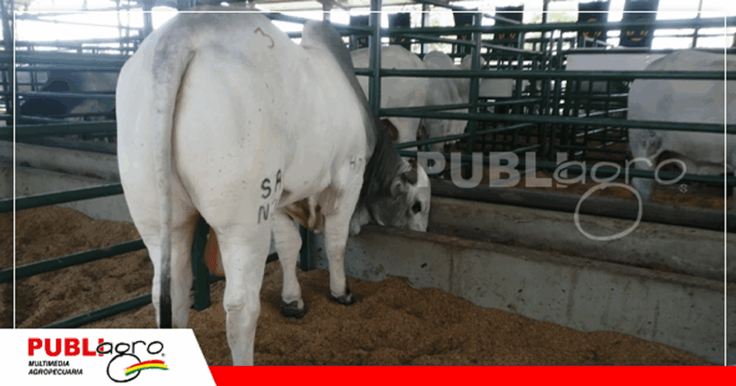 Algunos de los animales de alta genética que ya se encuentran en la Expocruz / Foto: Publiagro