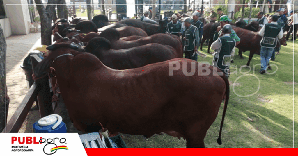 Todos los ejemplares de Cabaña La Isla en el juzgamiento de la raza Sindi / Foto: Publiagro