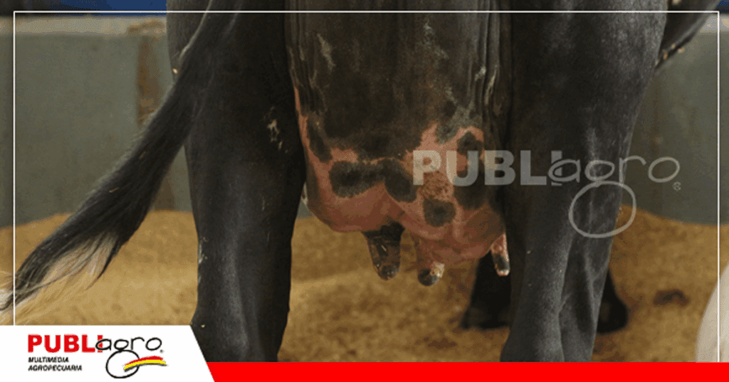Para los lecheros la ubre es el motor principal de la producción láctea / Foto: Publiagro