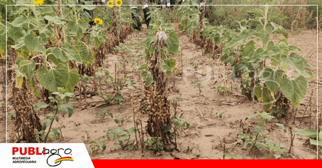 El Jopo causa muchas pérdidas a los agricultores de la zona / Foto: Publiagro