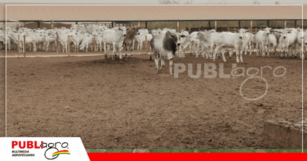 33 Confinamiento de Sotagsa/ Foto: archivo Publiagro