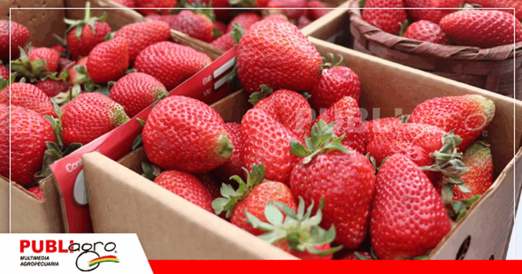 La calidad del fruto es reconocido a nivel nacional / Foto: Internet