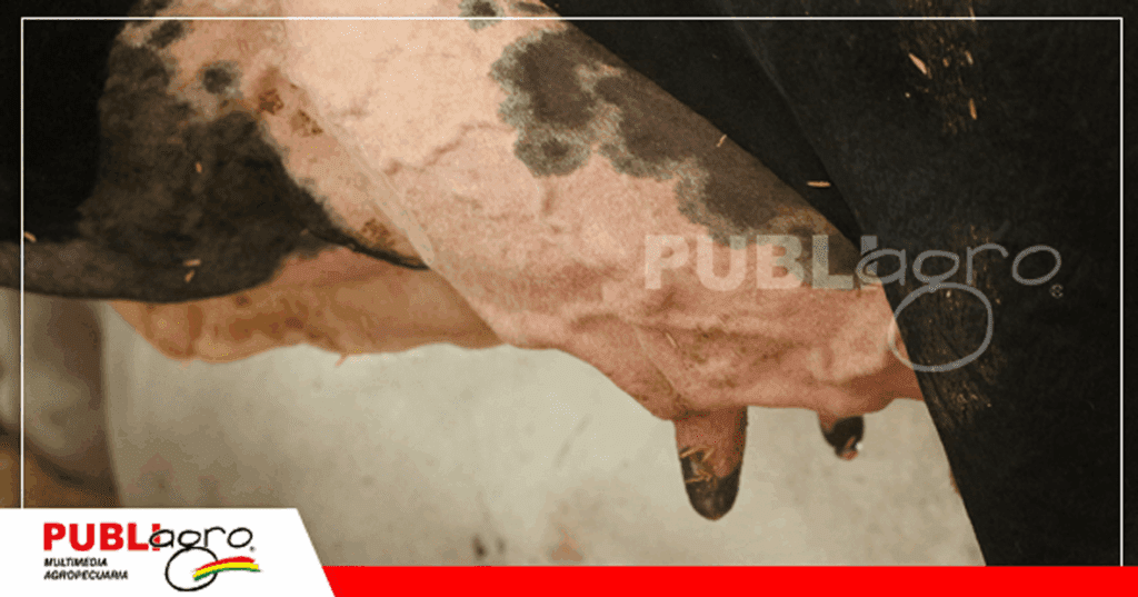 El grupo Rojas cuida mucho la ubre de Catalina FIV / Foto: Publiagro